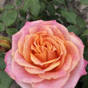 Rosa - hybride - Better Times® - KORtimbett